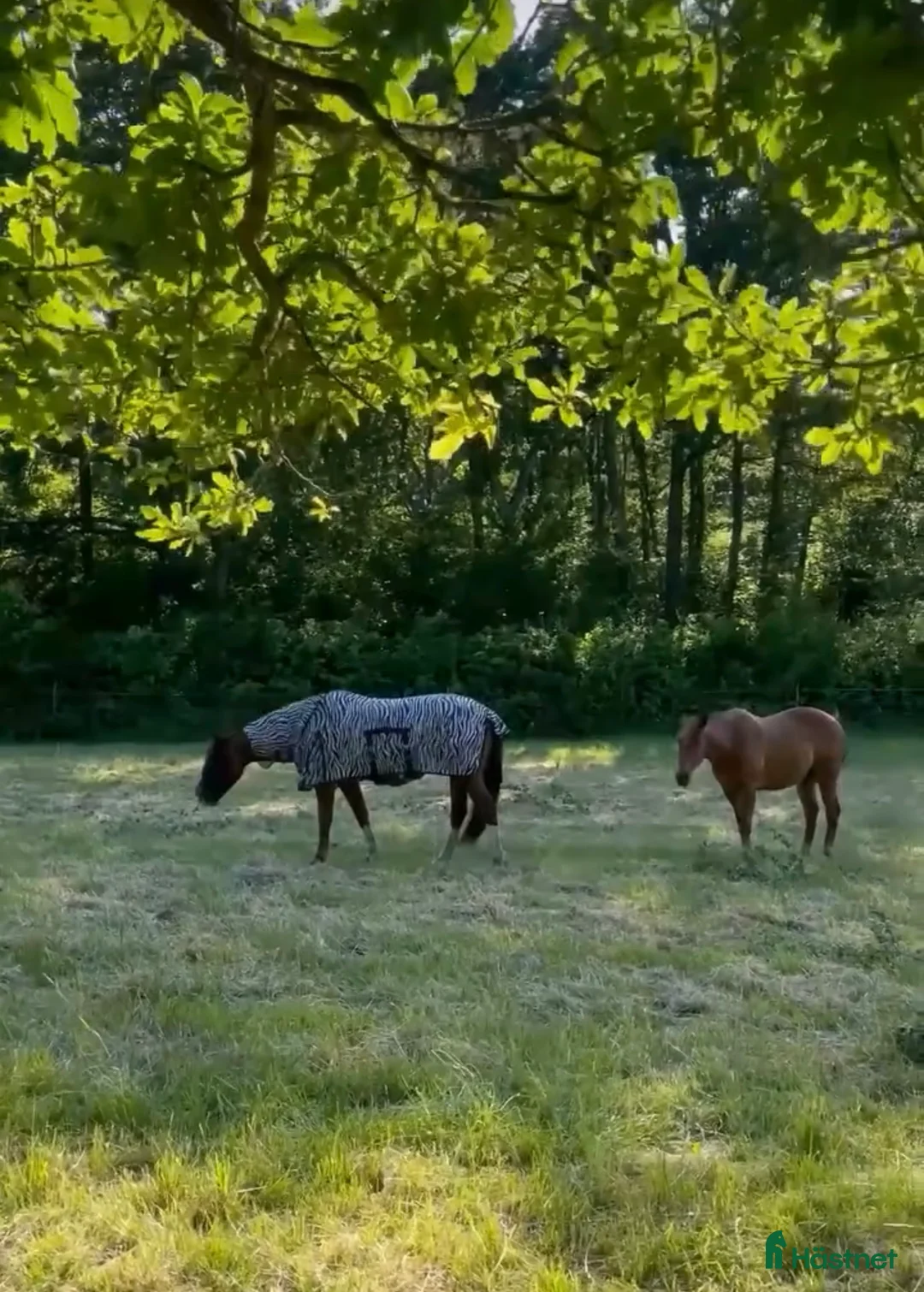 Allround hästar sökes: Söker trygg valack  i Onsala - Annons 3