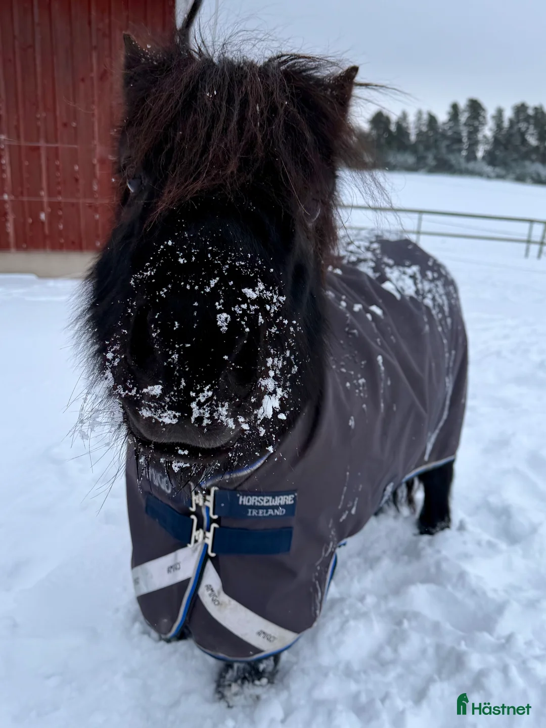 Sällskap hästar sökes: Söker sällskapsponny  - Annons 2