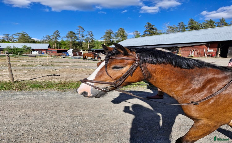  hästar i Åseda - Annons 7