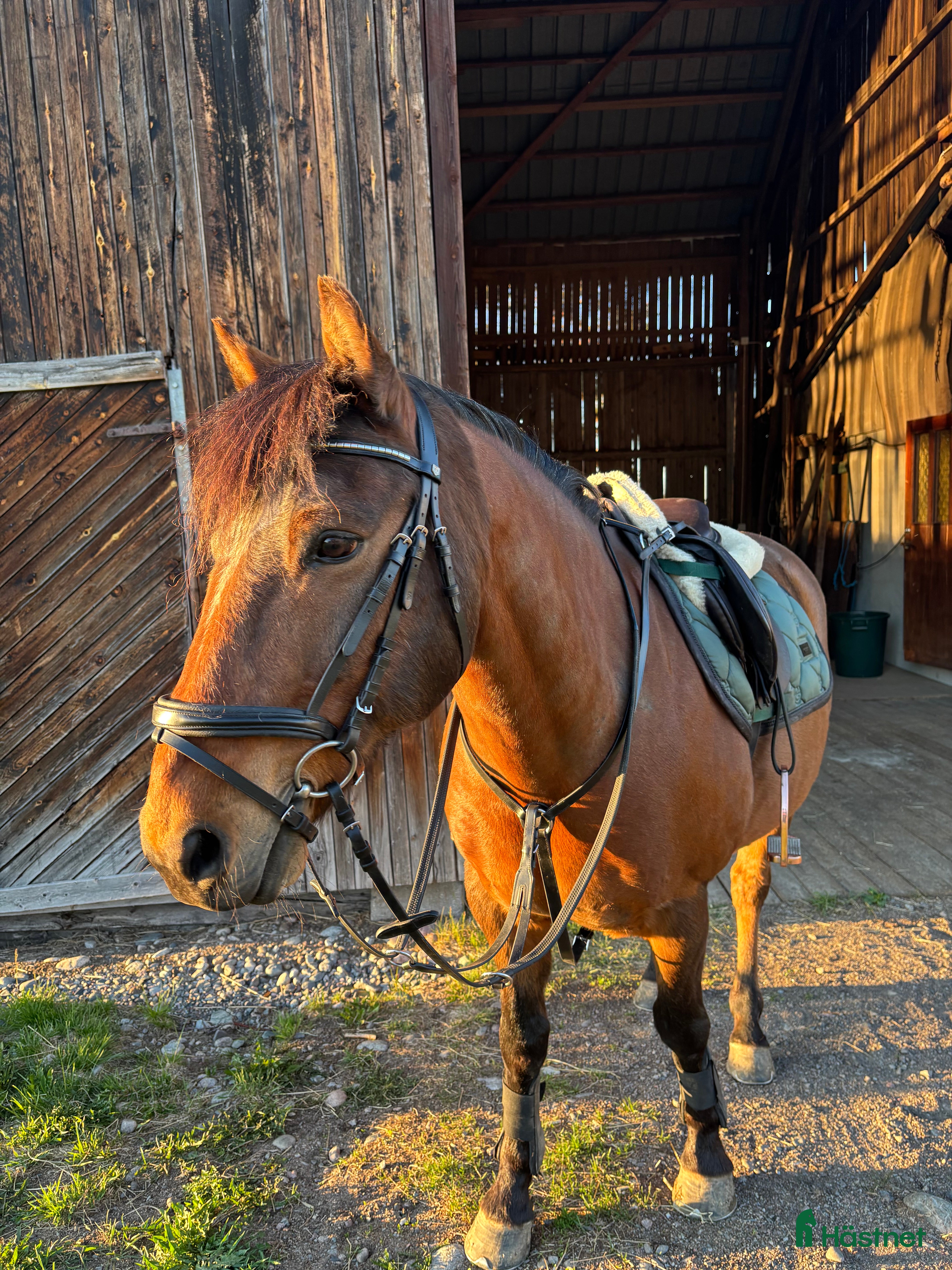  hästar Världens bästa ponny  - Annons 2