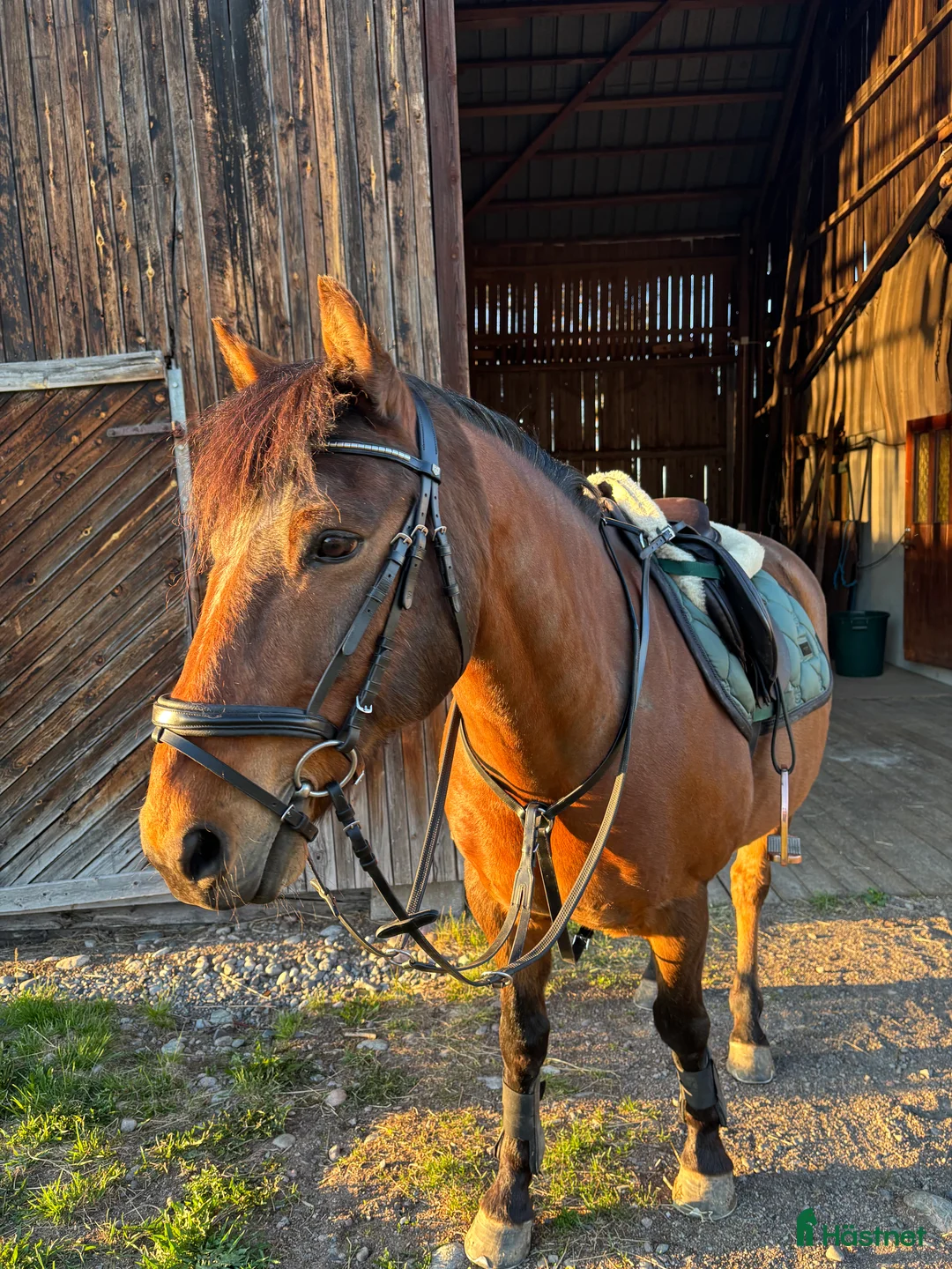 Allround hästar till salu: Världens bästa ponny  - Annons 1