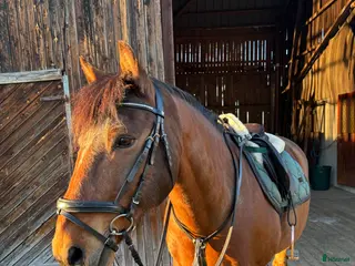 hästar Världens bästa ponny - Annons 3