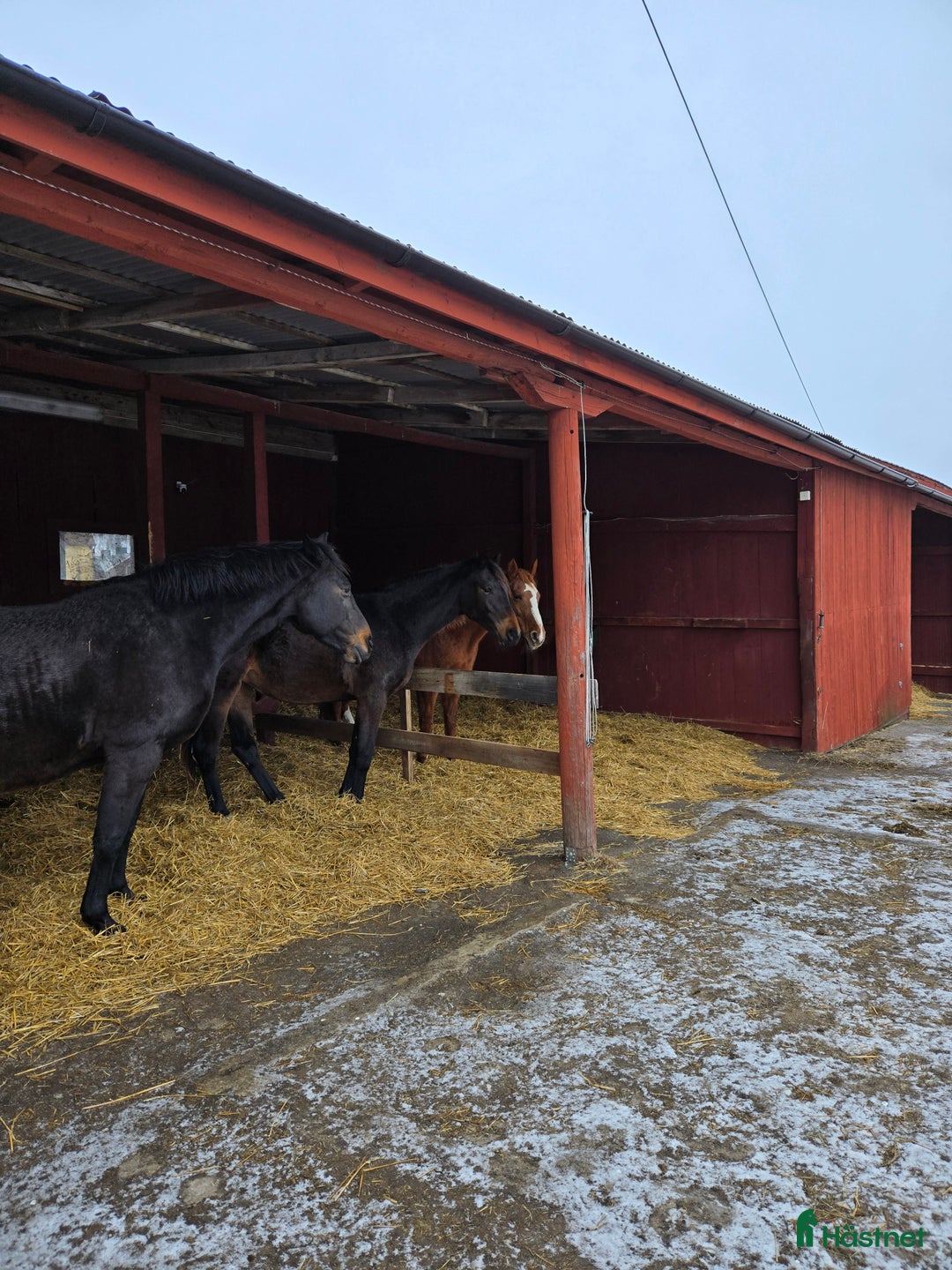  stallplats finnes: Lösdrift för sto i Grillby - Annons 1