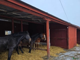 stallplats Lösdrift för sto i Grillby - Annons 15