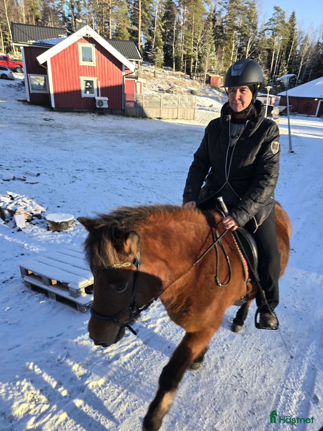 Island hästar till salu: Fint sto -21 5 bra gångarter ev byte  i Olsfors - Annons 4