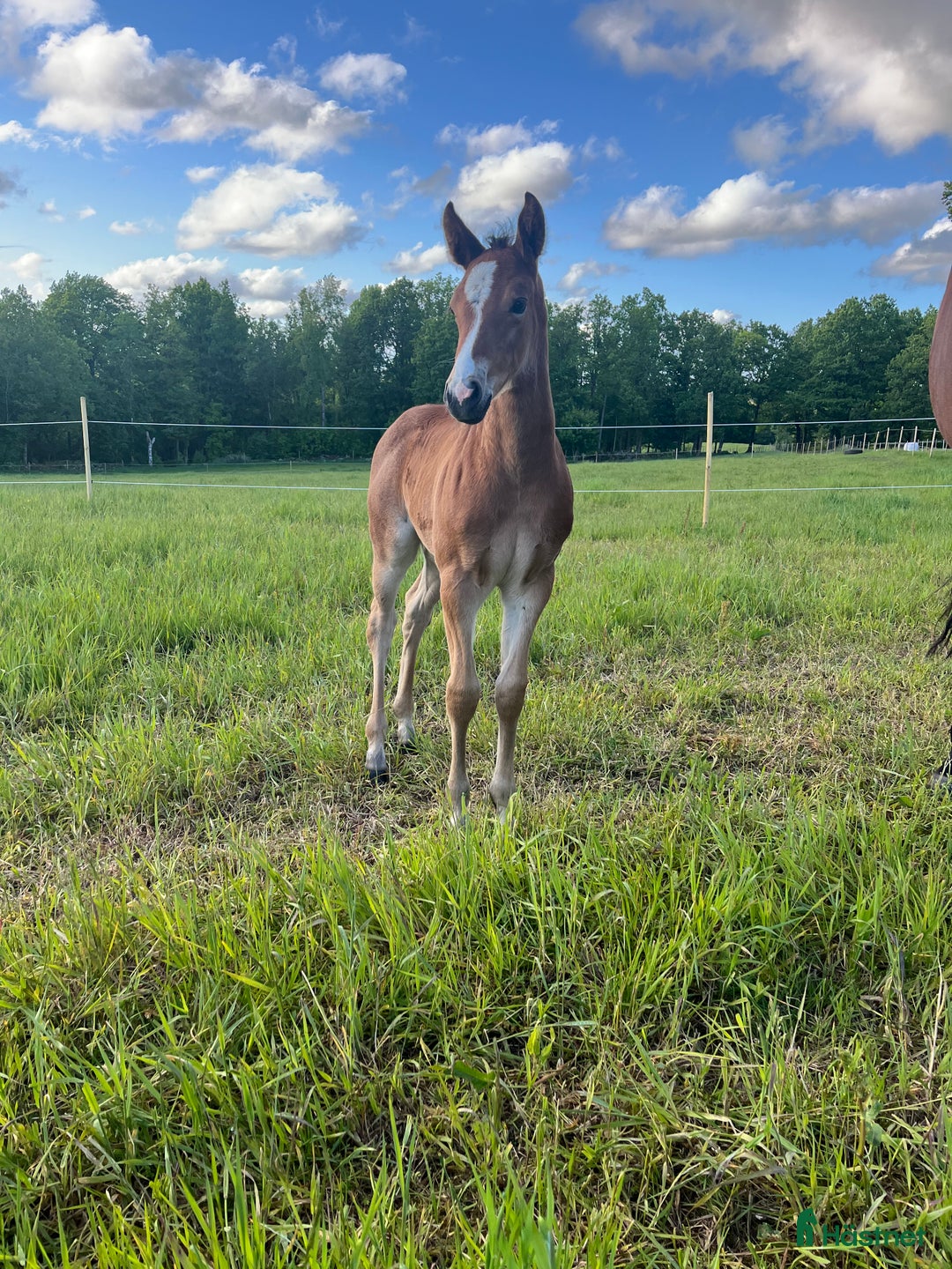 Allround hästar till salu: Framtida tävlingsponny med Galouetblod ⭐️ i Gislaved - Annons 5