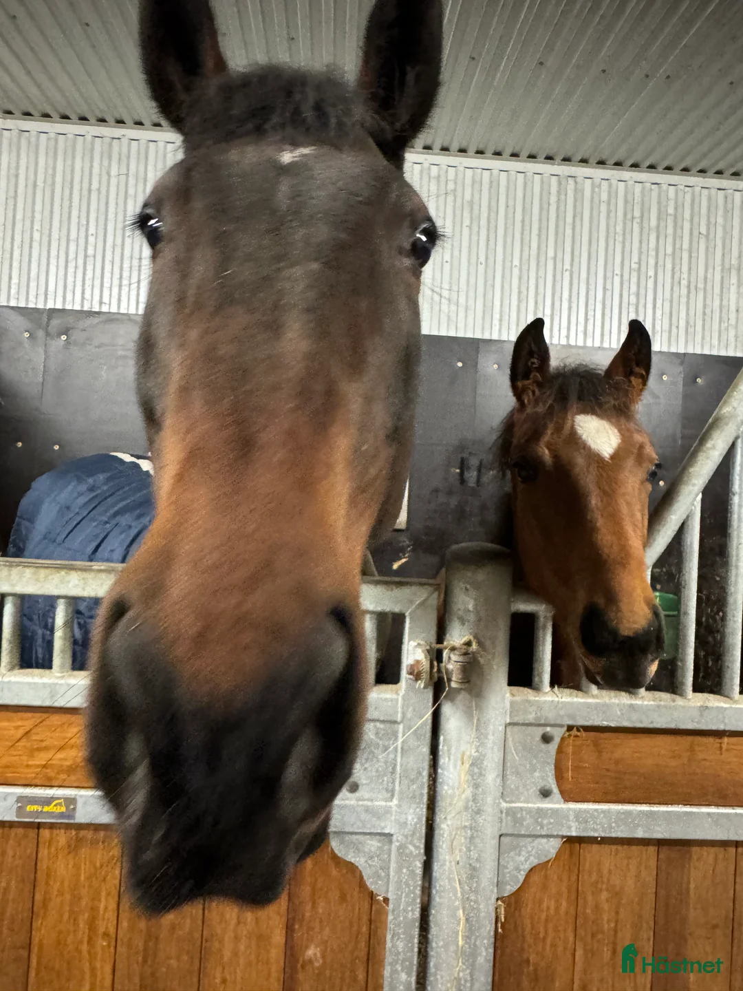 Allround hästar till salu: Swb hingst e. Cornettino Ask  - Annons 3