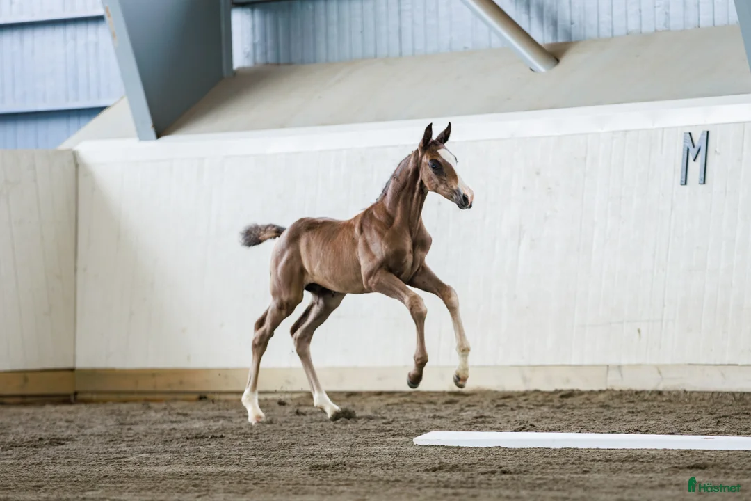 Dressyr hästar till salu: Moderiktig hingst efter Salvatore Ferragamo  - Annons 2