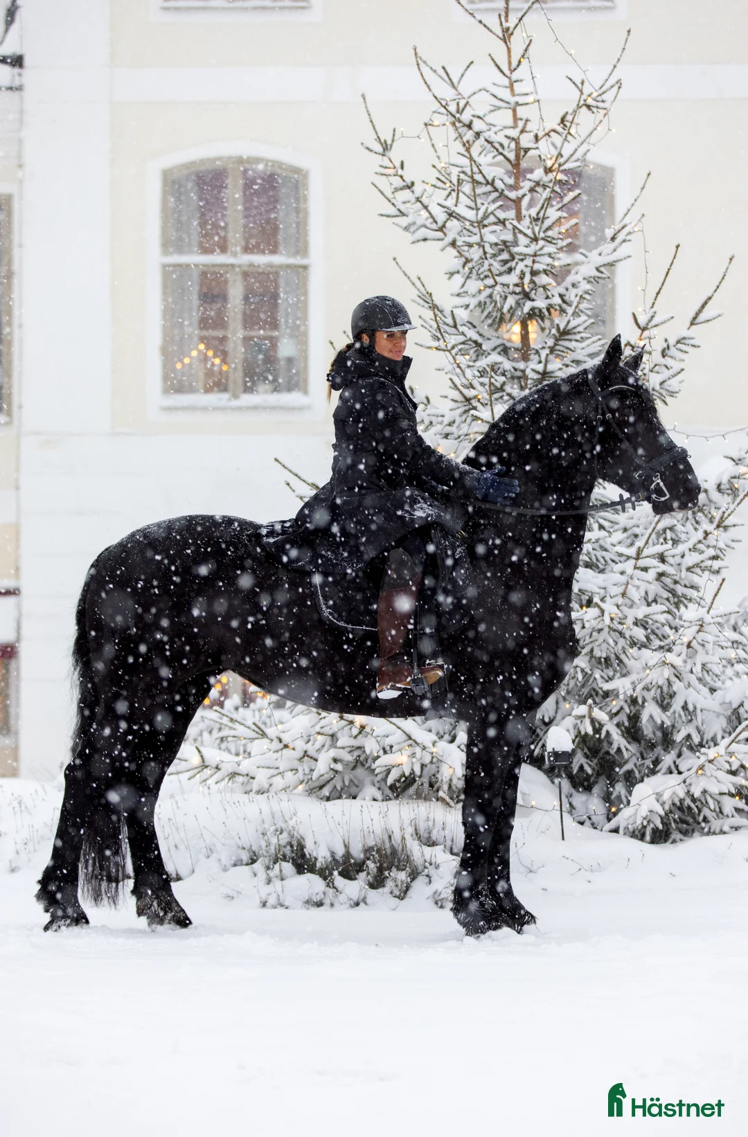 Dressyr hästar till salu: Frieser sto i Oxelösund - Annons 2