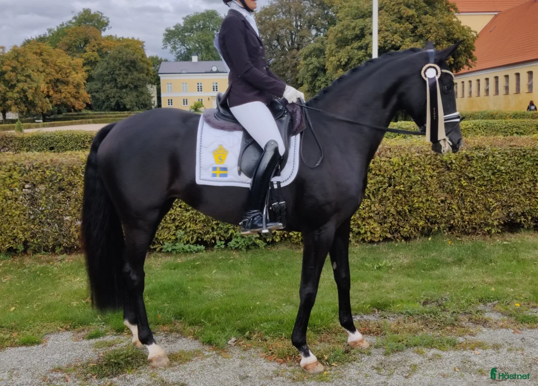 Avelshästar hästar till salu: Avelssto + lättare ridning - Annons 1