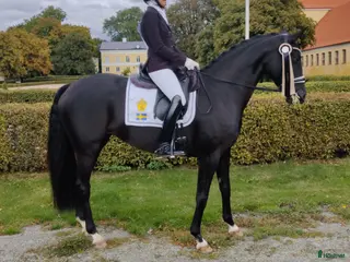 hästar Avelssto + lättare ridning - Annons 3