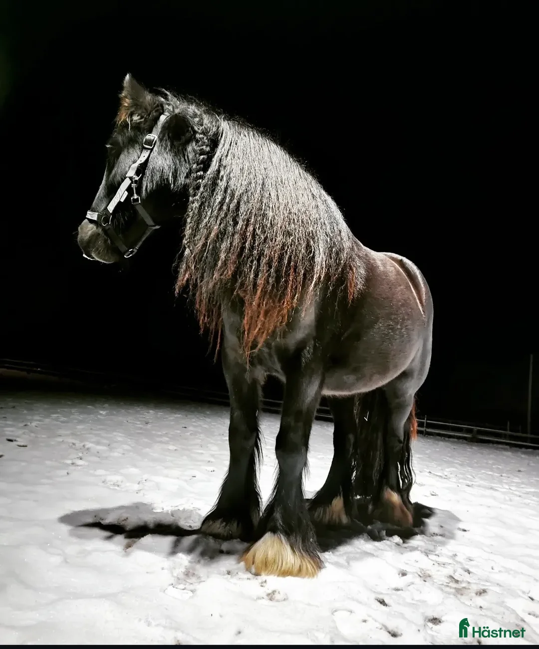  hästjobb finnes: SÖKER BERIDARE - Annons 1