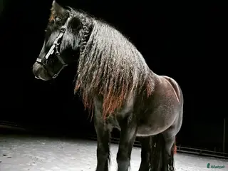 hästjobb SÖKER BERIDARE - Annons 1