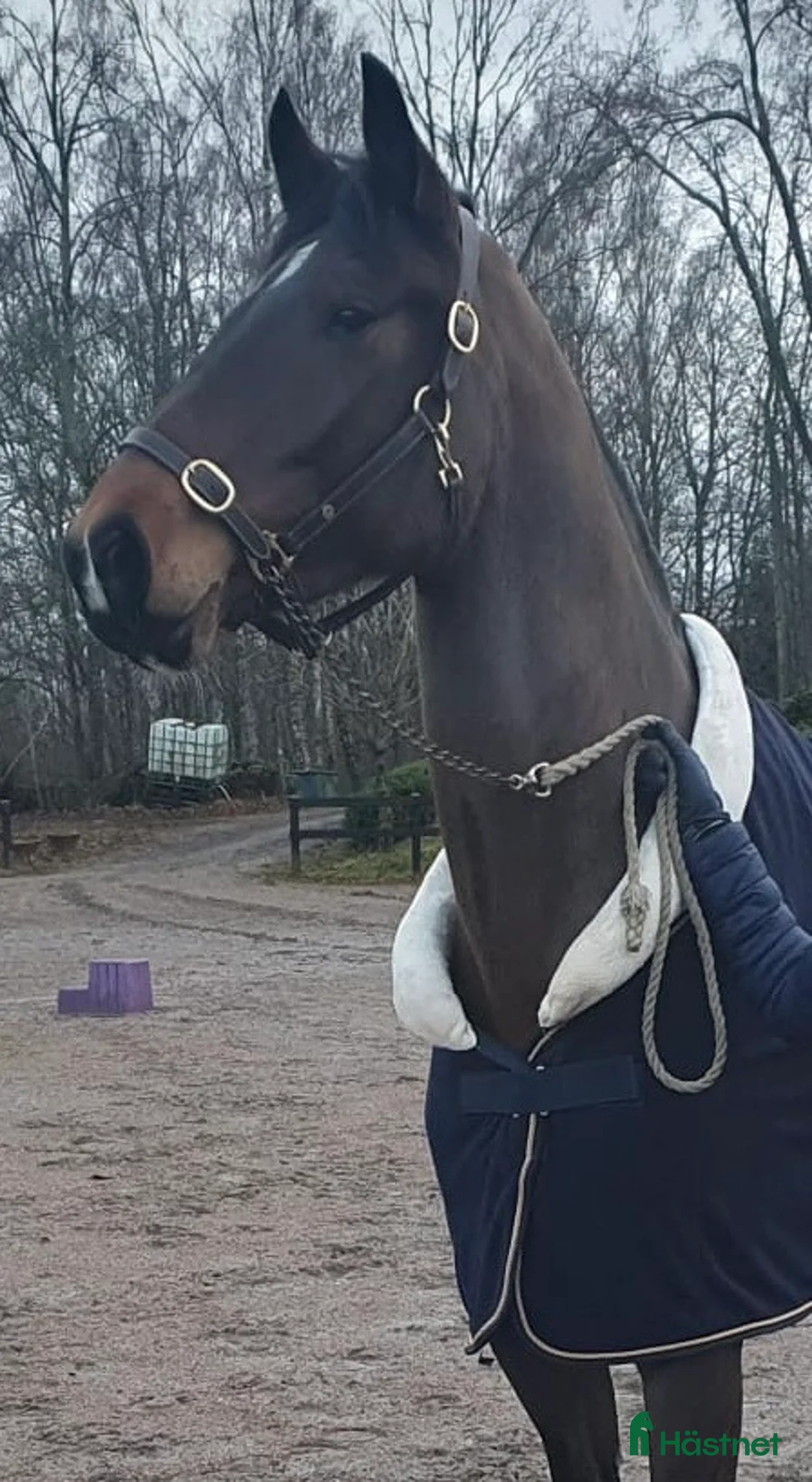 Dressyr hästar till salu: Sto med massor av kapacitet - Annons 4