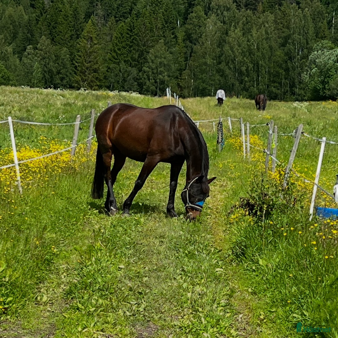 Allround hästar till salu: Ridtravare söker ett för alltid hem i Sundsvall - Annons 8