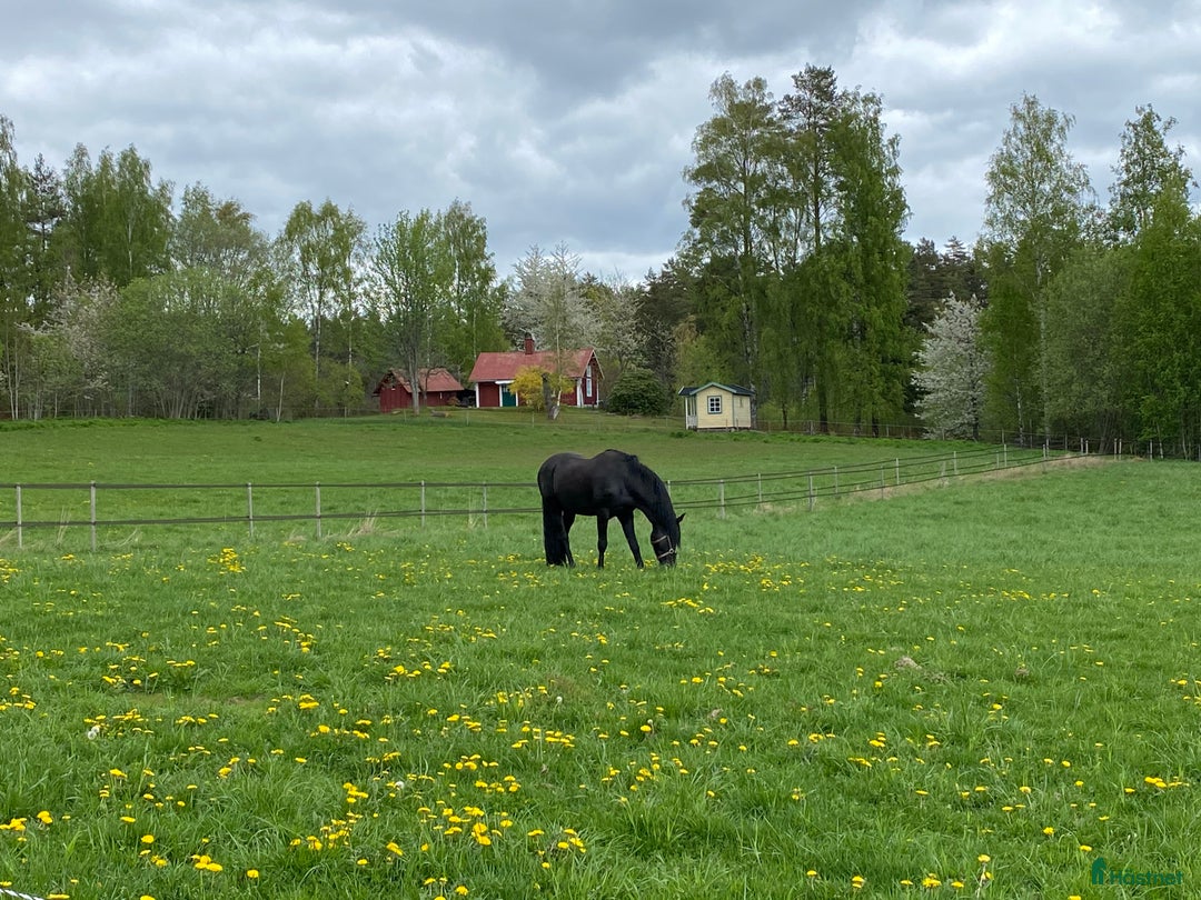  stallplats finnes: Lediga stallplatser i mysigt stall i Habo - Annons 10