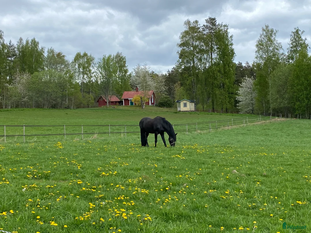  stallplats finnes: Lediga stallplatser i mysigt stall i Habo - Annons 10