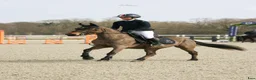 Hoppning hästar till salu: Jumping pony i Stockholm - Annons 2