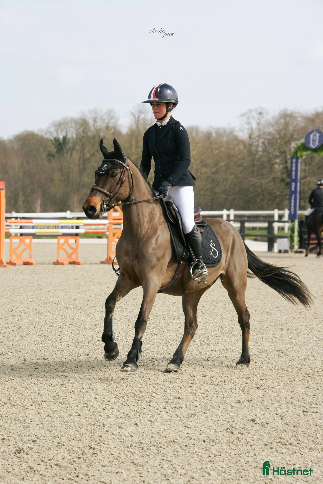 Hoppning hästar till salu: Jumping pony i Stockholm - Annons 2
