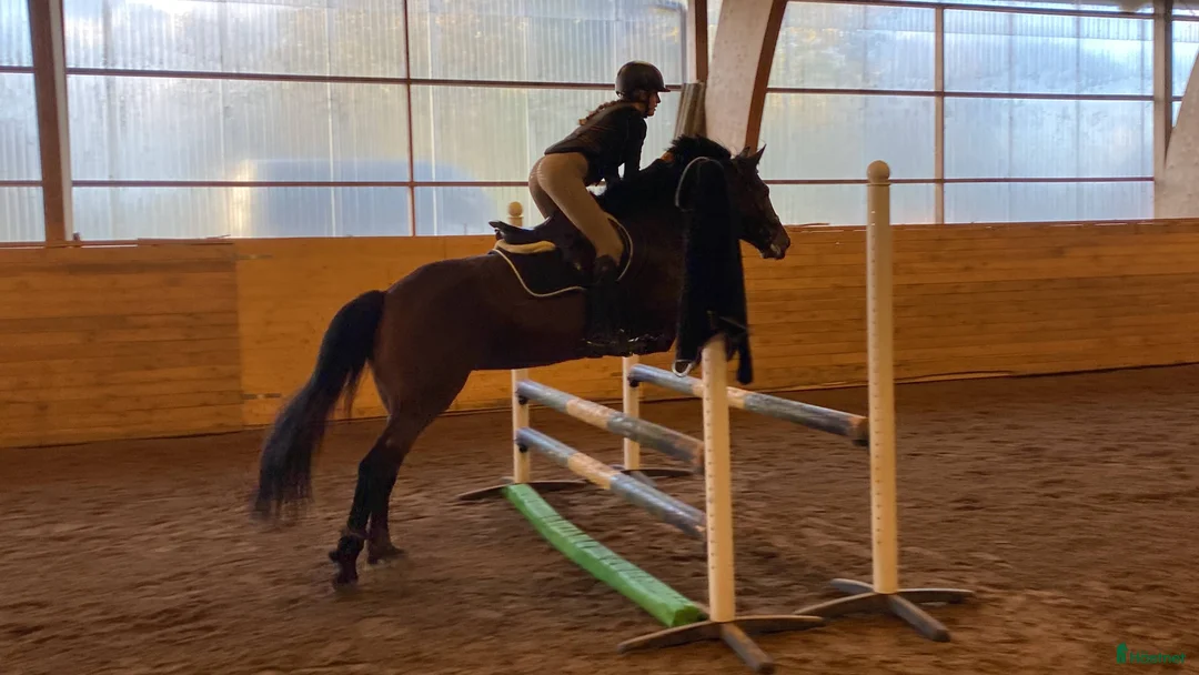 Allround hästar till salu: Reserverad Fint D-ponnysto efter elithingst - Annons 6