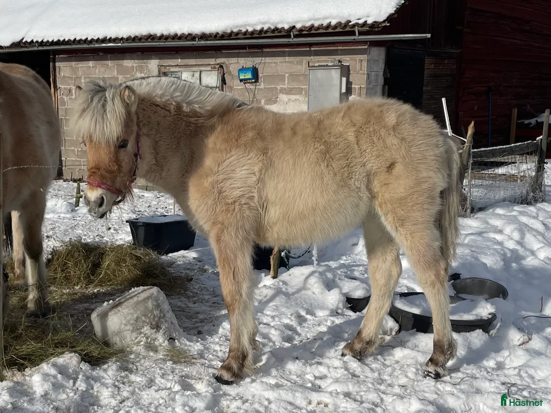 Allround hästar till salu: Fjordsto-25 - Annons 2