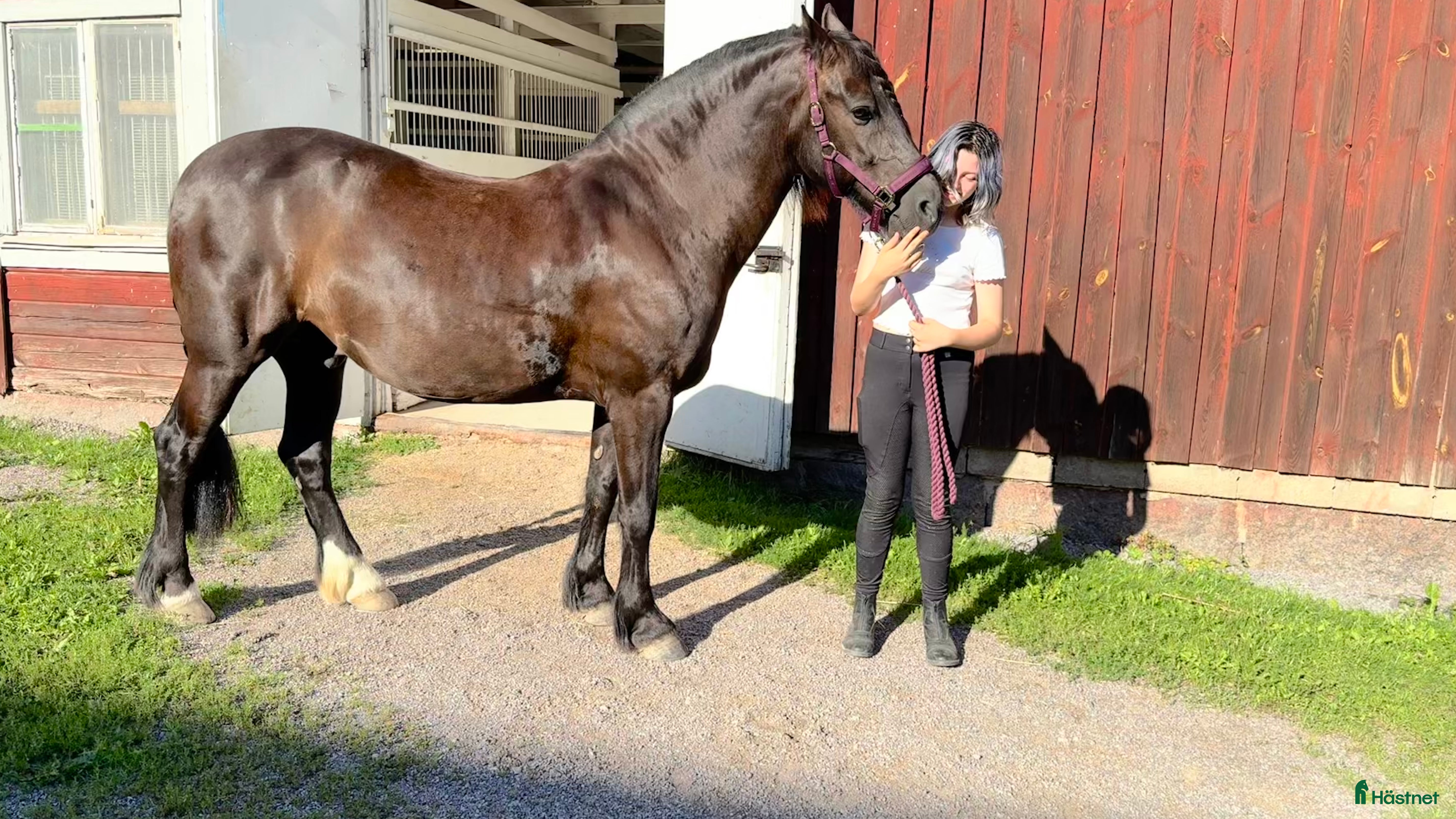  hästar Häst sökes till livslång fodervärd/senare köp - Annons 16