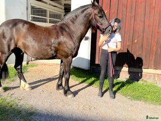 hästar Häst sökes till livslång fodervärd/senare köp i Norrköping - Annons 14