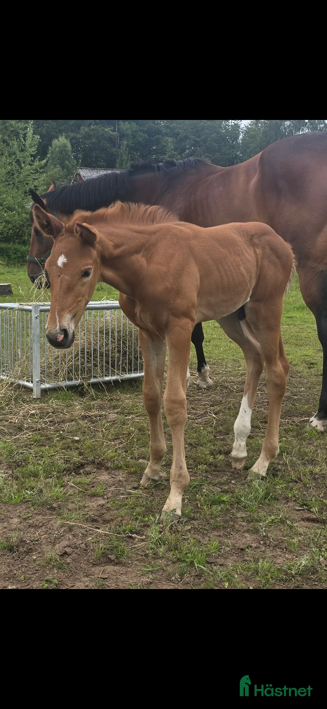 Dressyr hästar till salu: Passa på!! Dressyr löfte med högt meriterad stam! - Annons 12