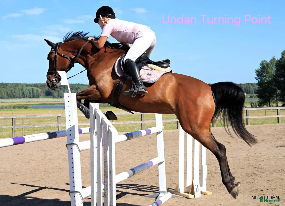 Allround hästar till salu: Snygg blivande dubbeltalang avlad för hållbarhet  i Kristinehamn - Annons 17