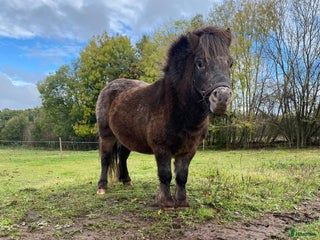 hästar Mini knabstrupper i Varberg - Annons 1