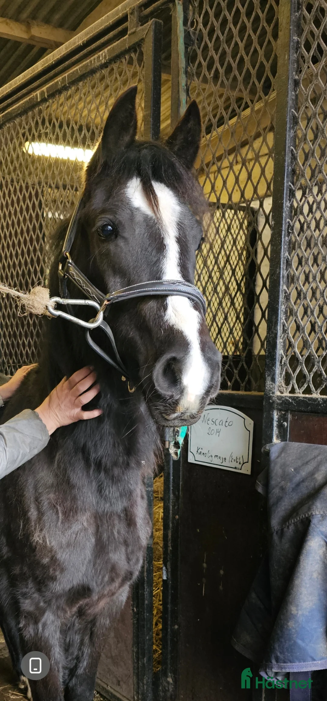 Allround hästar till salu: Supertrevlig 2 åring - Annons 1