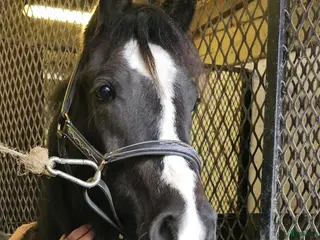 hästar Supertrevlig 2 åring - Annons 4