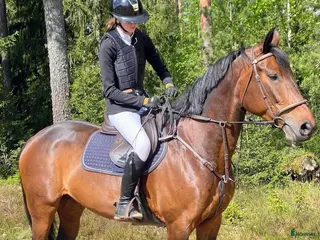 hästar Mycket tillgivet sto! - Annons 7