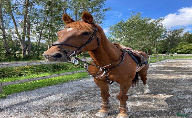  hästar i Kvicksund - Annons 15