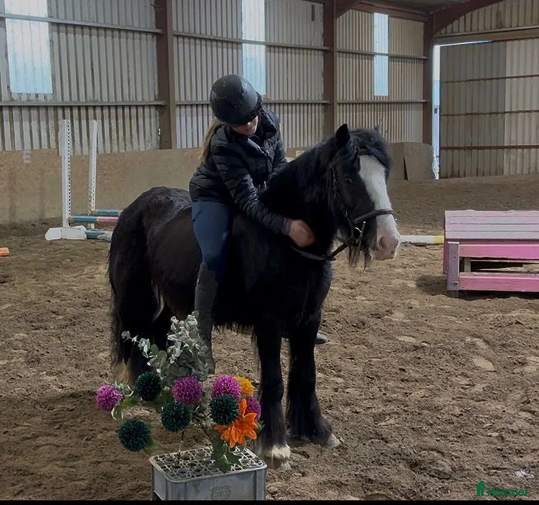 Allround hästar till salu: Ride & Drive pony - Annons 2