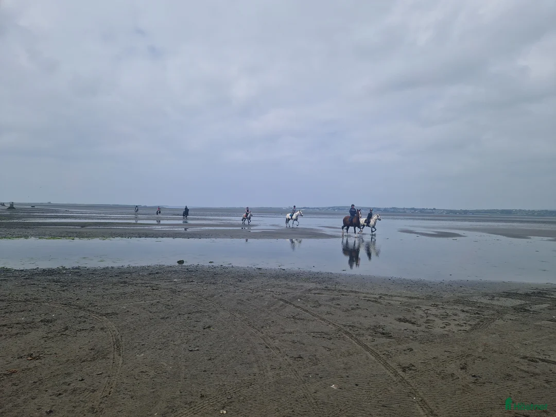 Dressyr hästar till salu: Equestrian holiday in Ireland  - Annons 9