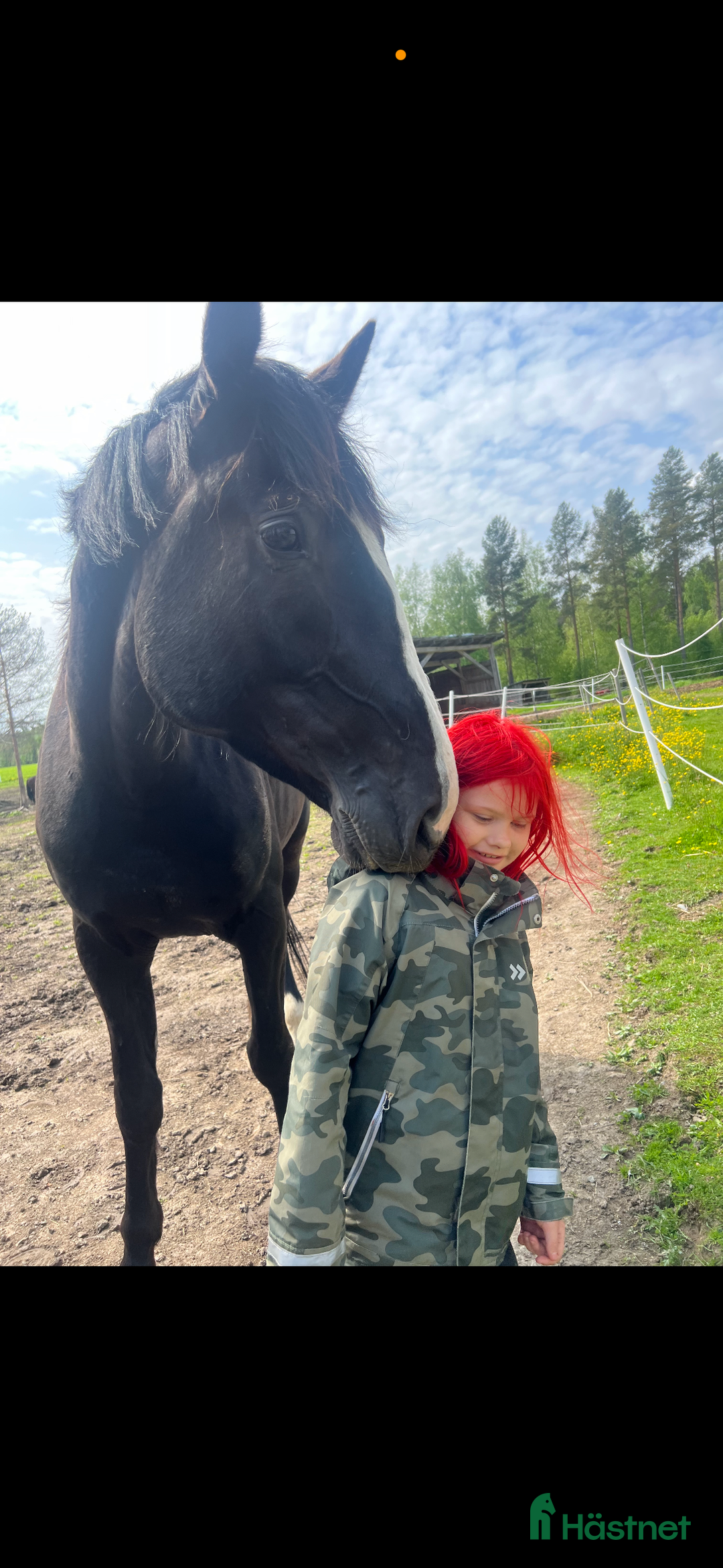 Allround hästar till salu: Varmblods travare  i Kåge - Annons 3