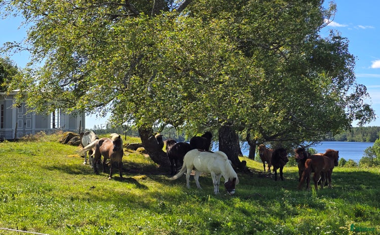  foderhäst i Katrineholm - Annons 2