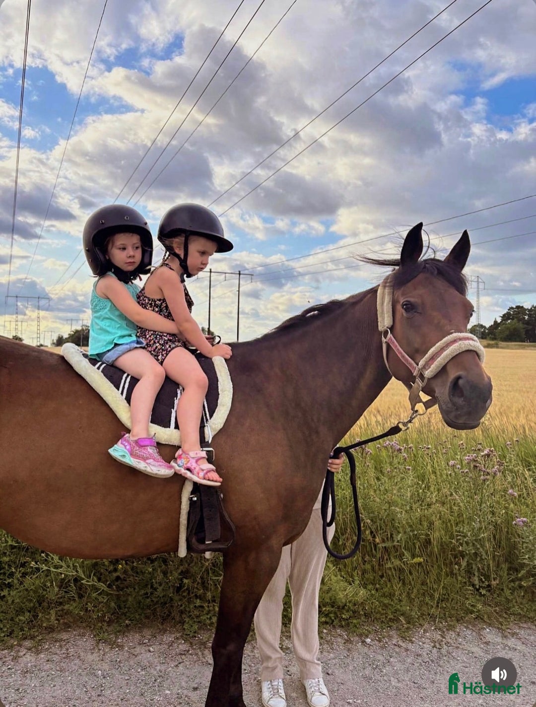 Allround hästar till salu: Bedårande ridtravare i Bro - Annons 4