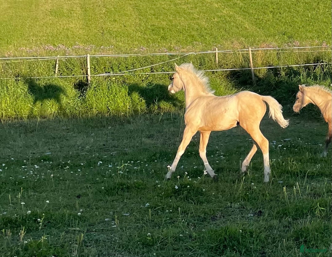 Allround hästar till salu: Vems drömponny? i Mörsil - Annons 8