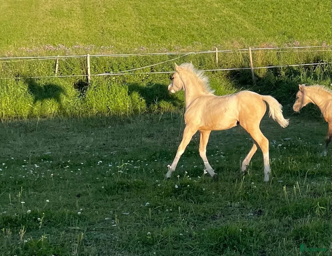 Allround hästar till salu: Vems drömponny? i Mörsil - Annons 8