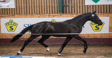  hästar Trygg lovande unghäst med GP möderne i Hörby - Annons 7