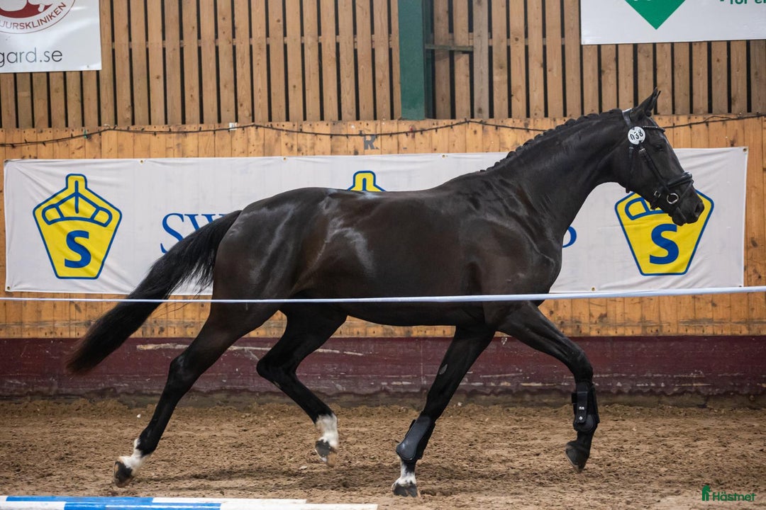 Dressyr hästar till salu: Trygg lovande unghäst med GP möderne i Hörby - Annons 3