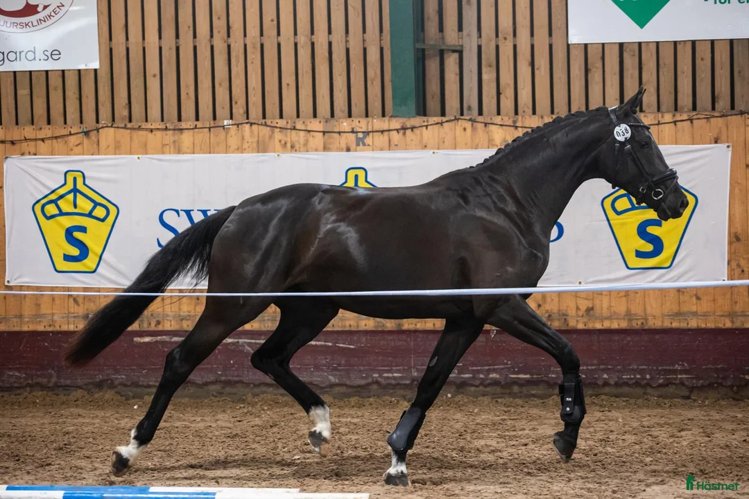 Dressyr hästar till salu: Trygg lovande unghäst med GP möderne - Annons 2