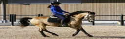 Allround hästar till salu: Ponny för hobby eller som projekt - Annons 1