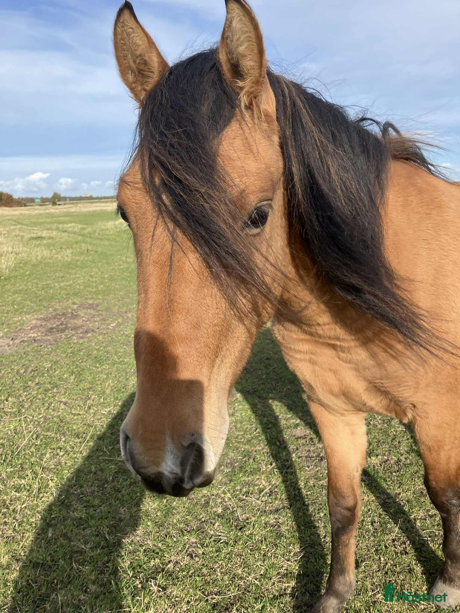  hästar Unghäst Kigermustang  - Annons 9