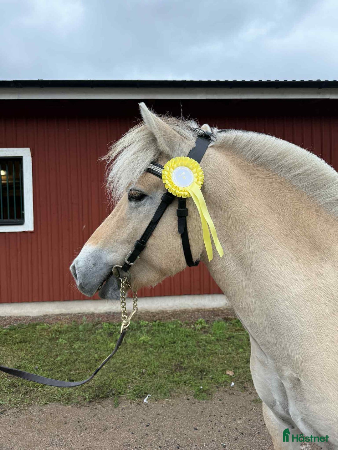 Allround hästar till salu: Underbar 3 års valack  i Finspång - Annons 2