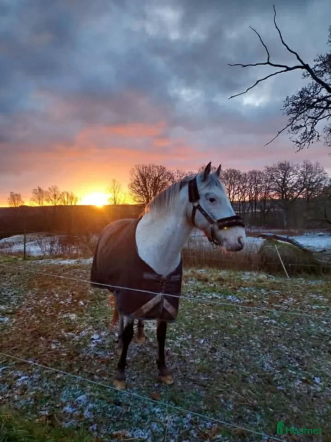 Övrigt hästar till salu: Lättare ridning/ skogsmulle - Annons 4