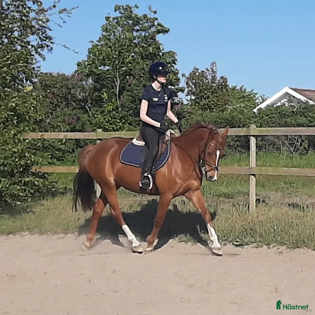  hästar Maxad C -ponny med mycket kapacitet. Ev bytes. i Laholm - Annons 16