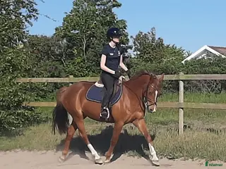 hästar Maxad C -ponny med mycket kapacitet. Ev bytes. i Laholm - Annons 16